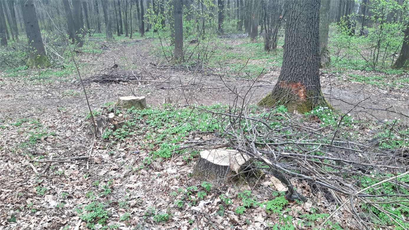 Wycinka drzew w lasku Lipie. Zobacz efekt pracy leśników!