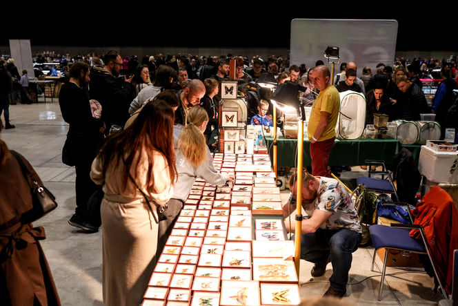 Targi egzotyki w Katowicach