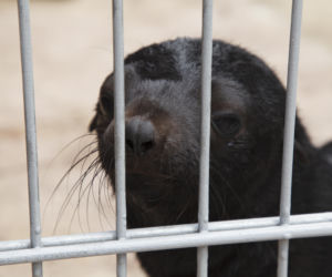 Mały kotik we wrocławskim zoo dostał imię Bruno