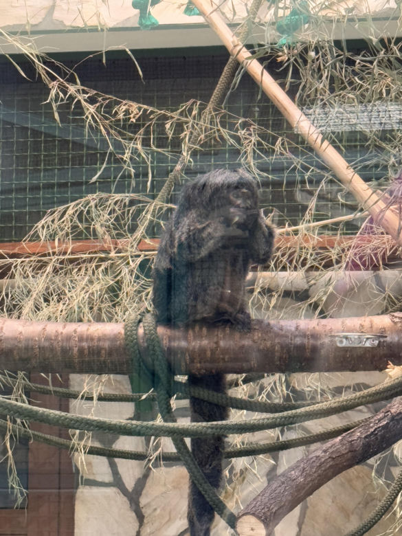 Czy warto jechać do ZOO Wrocław zimą?