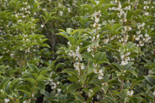 Osmantus (Osmanthus) - zimozielony krzew, który zachwyca liśćmi i zapachem kwiatów