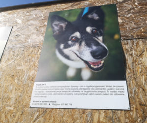Zwierzaki z portretów czekają na adopcję