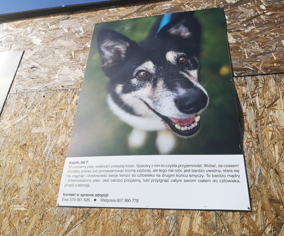 Zwierzaki z portretów czekają na adopcję