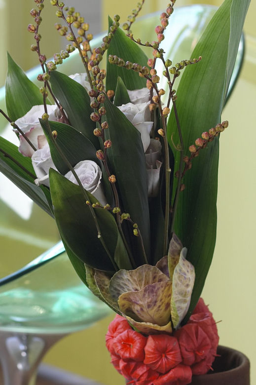 Aspidistra wyniosła