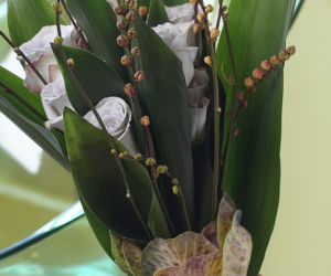 Aspidistra wyniosła
