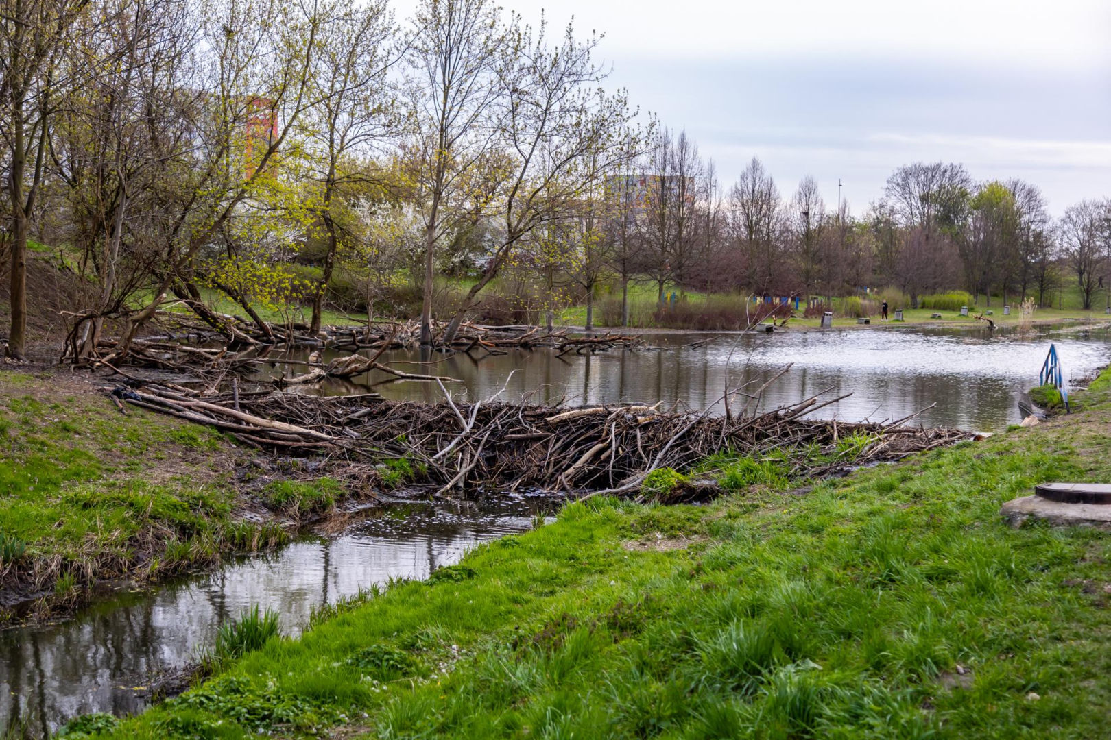 Bobrowe tamy na Potoku Służewieckim w Warszawie