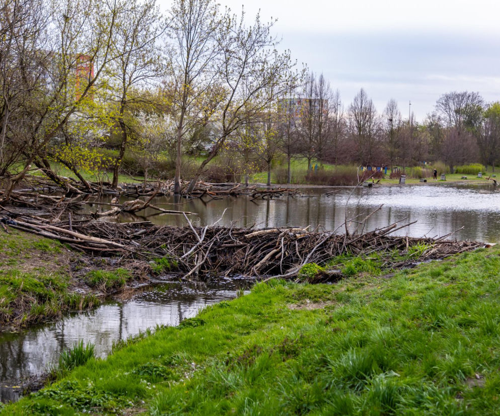 Bobrowe tamy na Potoku Służewieckim w Warszawie