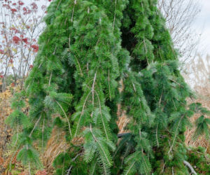 Daglezja zielona 'Graceful Grace'