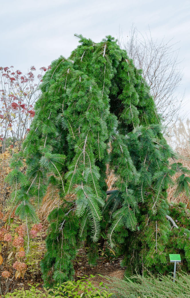Daglezja zielona 'Graceful Grace'