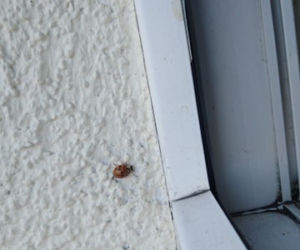 Płock. Uwaga, alergicy! Nie zagnieździła się u was biedronka azjatycka? [ZDJĘCIA]