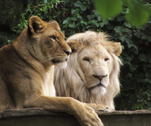 Te zwierzaki zrobią Ci dzień! Zoo w Eberswalde zaledwie godzinę drogi od Szczecina [ZDJĘCIA]