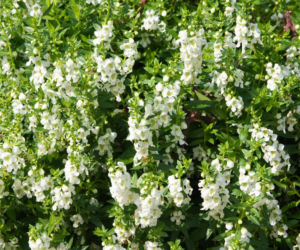 Angelonia