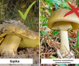 Gąska a muchomor sromotnikowy