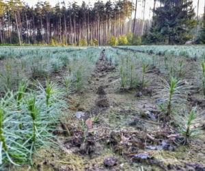 Sadzenie drzew w Podlaskiem. Ponad 50 milionów sadzonek