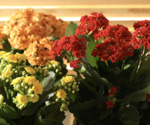 Kalanchoe Blossfelda