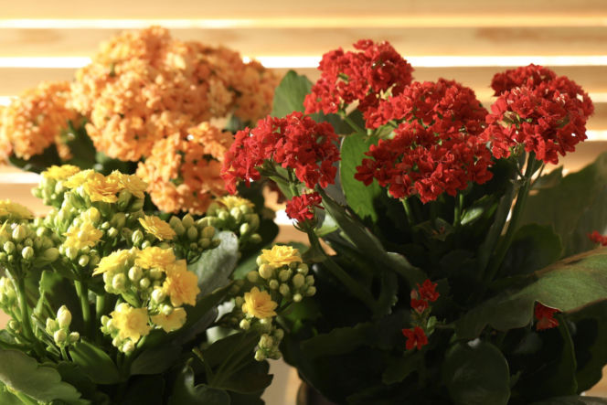 Kalanchoe Blossfelda