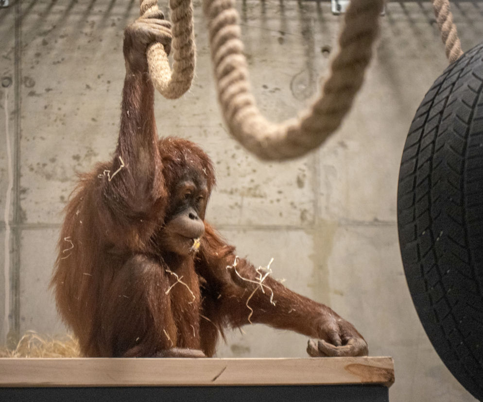 orangutan