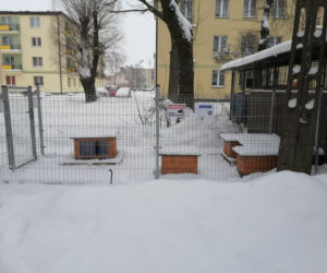 Cztery nowe oazy dla kotów w Suwałkach [ZDJĘCIA]