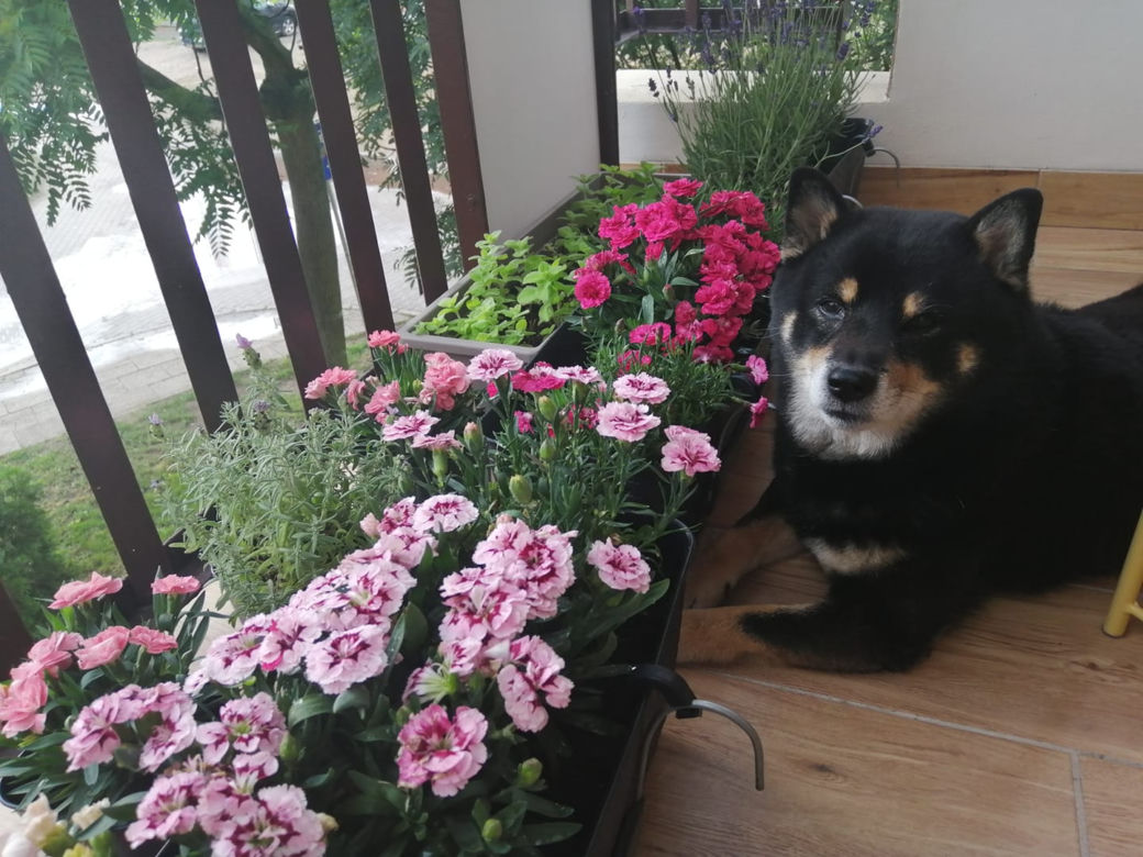 Międzynarodowy Dzień Psa