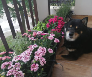 Międzynarodowy Dzień Psa
