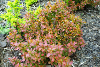 Berberys Thunberga 'Bagatelle' - Berberis thunbergii 'Bagatelle'