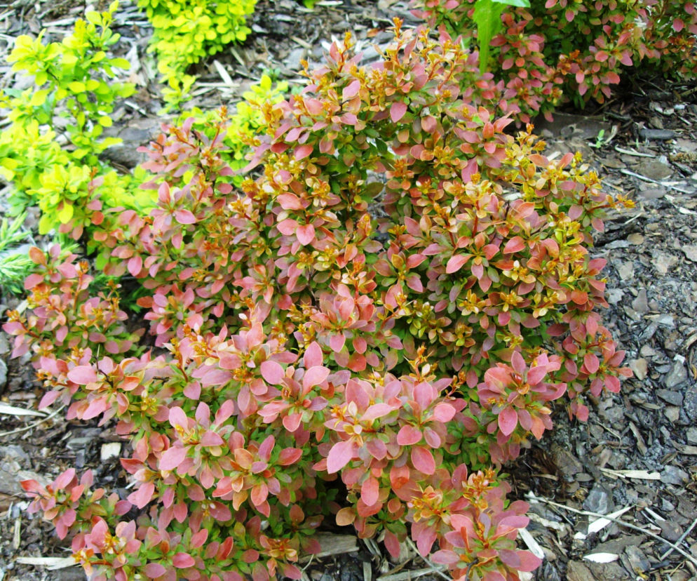 Berberys Thunberga 'Bagatelle'