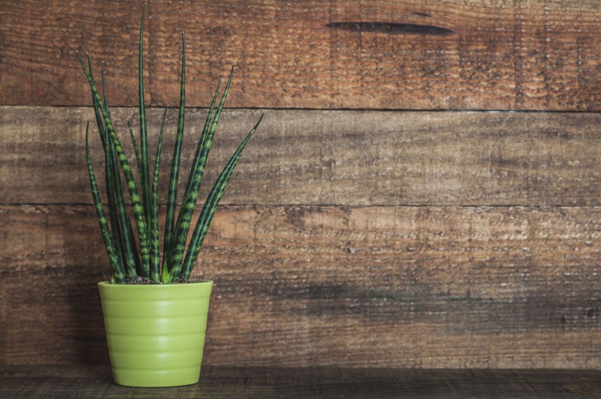 Sansevieria cylindrica