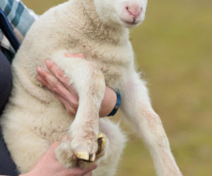 Nowe jagnięta w Zwierzętarni ZUT