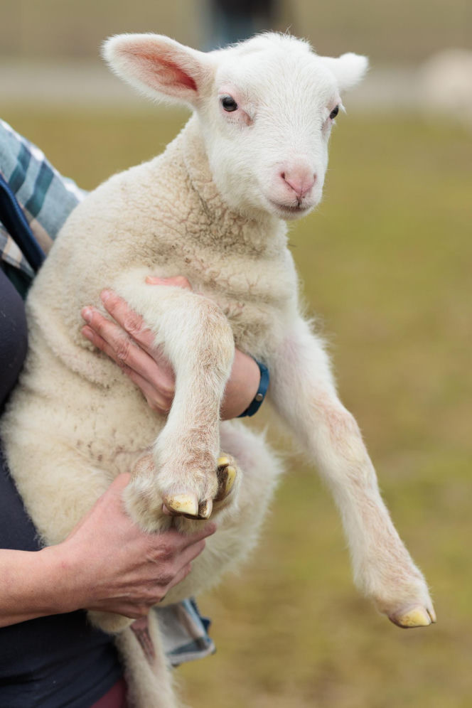 Nowe jagnięta w Zwierzętarni ZUT