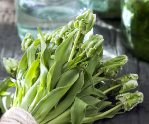 Tulipany