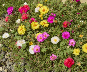 Portulaka wielkokwiatowa