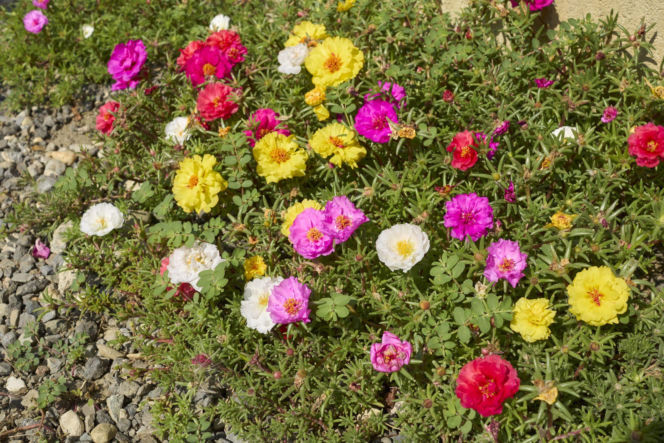 Portulaka wielkokwiatowa
