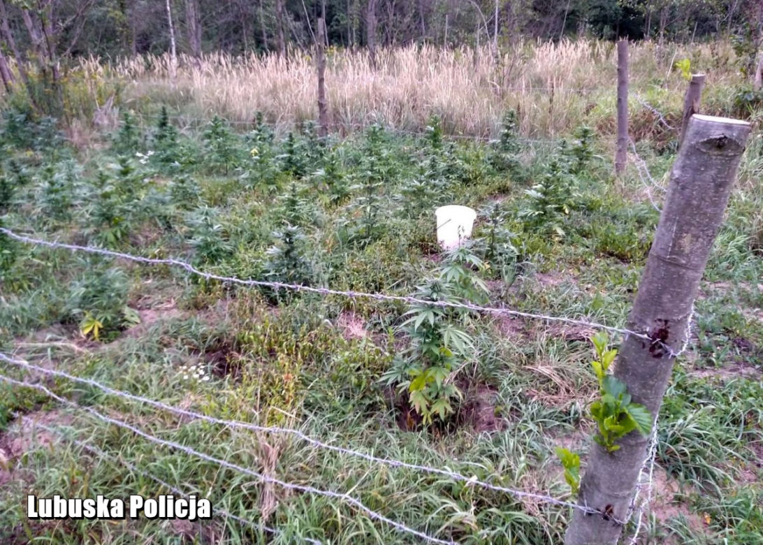 Plantacja konopi indyjskich pod Gubinem