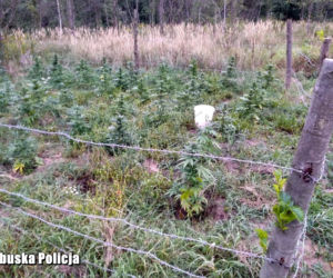 Plantacja konopi indyjskich pod Gubinem