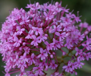 Ostrogowiec czerwony