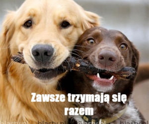 Dzień Psa 2026. Te memy pisało samo życie!