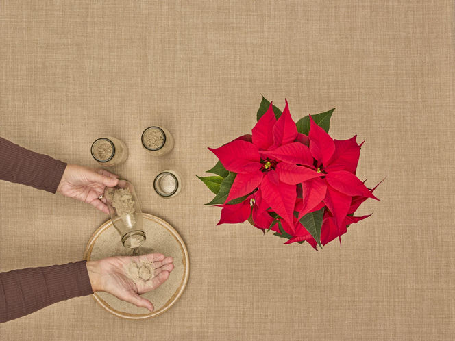 Adwentowa aranżacja z gwiazdą betlejemską