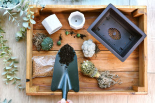 Przesadzanie kaktusów bez pokłuć! To możliwe