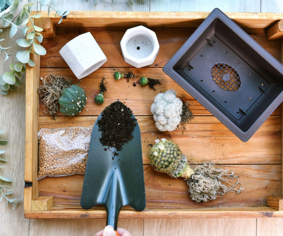 Przesadzanie kaktusów bez pokłuć! To możliwe