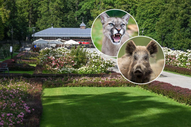 Nie tylko puma w Polanicy-Zdroju! Dziki ryją Park Szachowy