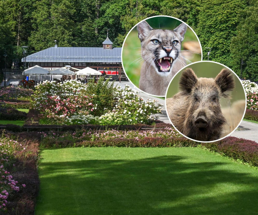 Nie tylko puma w Polanicy-Zdroju! Dziki ryją Park Szachowy