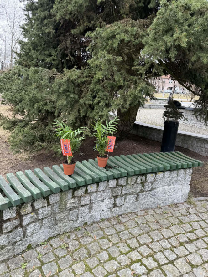 Darmowe palmy na ulicach Suwałk! Niezwykła akcja Radia ESKA