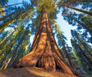 Jest wyższe niż polskie bloki i waży 1200 ton