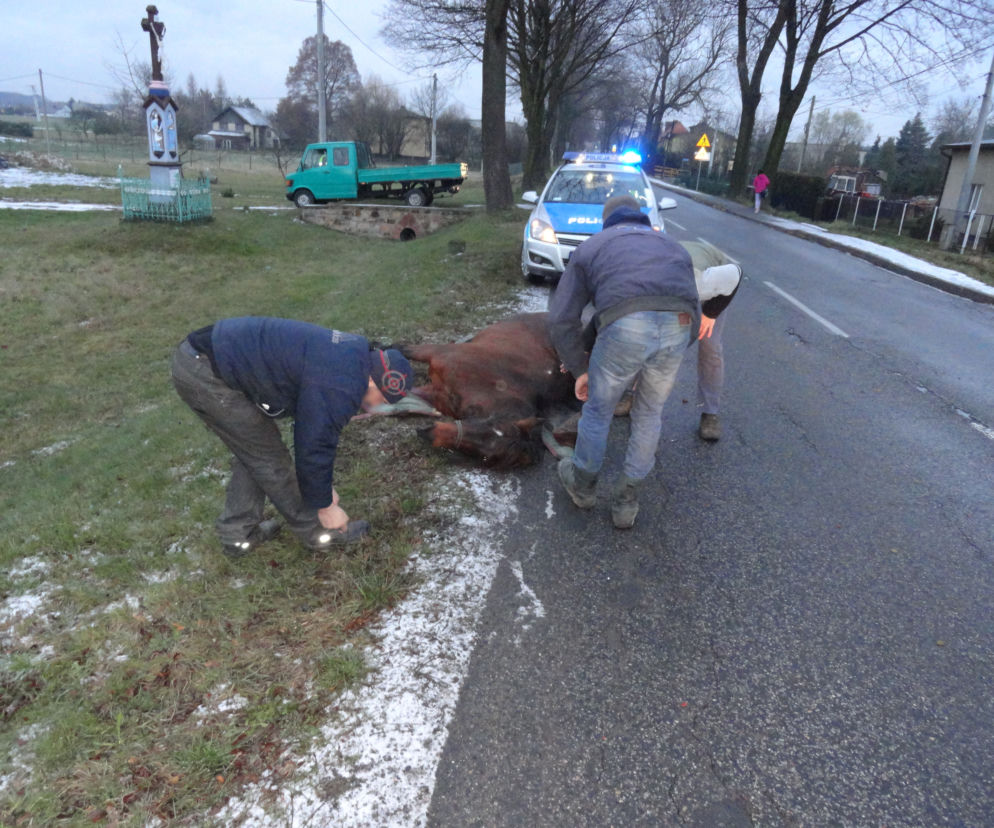 Zabił konia mercedesem. Nietypowy wypadek w Orzeszu 