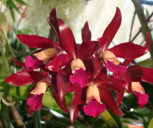 Storczyk Cattleya