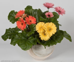 Gerbera