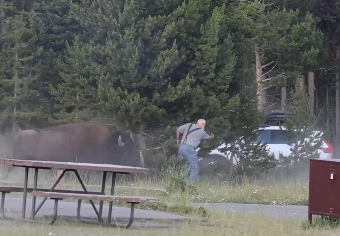 Atak bizona w Parku Narodowym Yellowstone