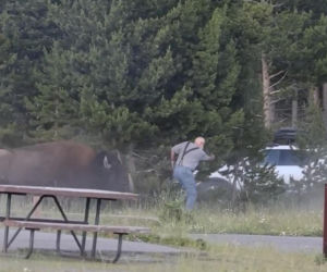 Atak bizona w Parku Narodowym Yellowstone