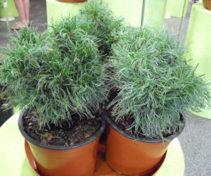 Sosna wejmutka 'Green Twist'