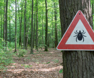 Na kleszcze łatwo można natknąć się na terenach zielonych